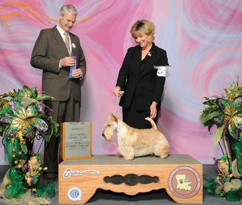 Kinkaku obtains her 4th major and her AKC Championship!
