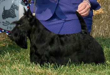 GCH. Whiskybae Haslemere Havannah
