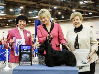 Winning Winners Bitch and Best of Winners at the STC of Greater Houston Specialty Show!
