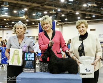 Winning Best in Sweepstakes at the Scottish Terrier Club of Greater Houston Specialty Show!
