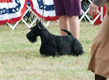 Jack sparring in the ring at the STCA National Specialty - Montgomery County (9 months old)
