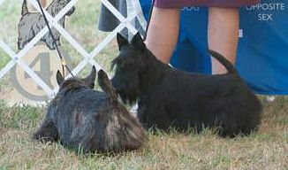 Havannah winning BOW at the STCA National Specialty, and sparring with the Winners Dog.
