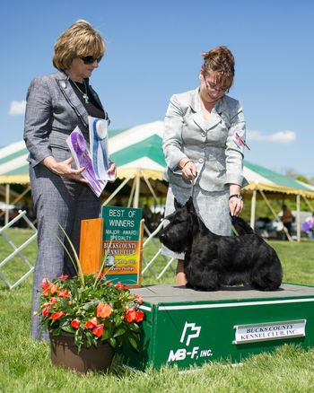 Gabby winning Winner's Bitch and Best of Winners at the STC of New York Specialty!
