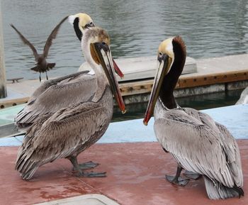 Three Pelicans Oceanside Photo by Audrey
