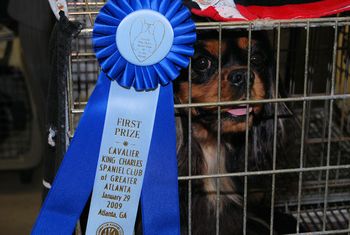 Lastarz Phoenix In Flight won his class.
