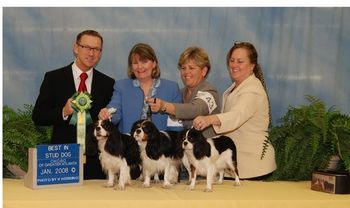 Best Stud Dog- Ch St Jon Live Wire / Jennifer Wehking
