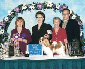 BEST OF BREED - Ch Timsar Miss Chief "She is an ideal size with good bone. Her head is very correct with flat skull, proper length of nose and super dark eyes like saucers. Good neck leads into well placed shoulders and well set tail. Presentation was splendid. Her lavish coat was in great condition and and she sparkled. She sailed around the ring. Has true blue cavalier traits. In her 6th year she looked simply stunning and I was delighted to award her BOB in a hotly contested competition."
