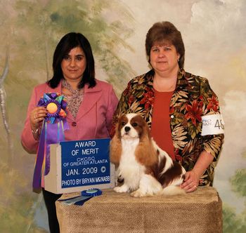 AOM CH PASCAVALE PANCHO Eng. Ch Pascavale Enchanted x Eng Ch Winnie At Pascavale Breeder - M. Levy & M. Sedgwick Owners - Mrs. Paula Ayers & Mrs. Brenda Martz Handled by - Mrs. Paula Ayers
