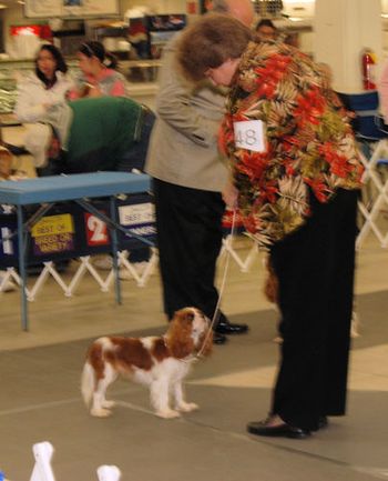 Brookhaven Enchanted Star wins her class.
