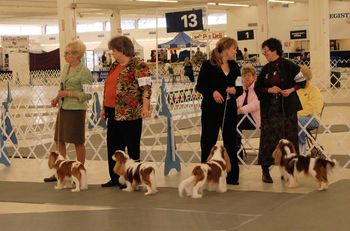 A Candid during the BOB Lineup. Shown here are: Ch Pascavale Pancho Ch Brookhaven Logan of Mimric Ch Grantilley Take That
