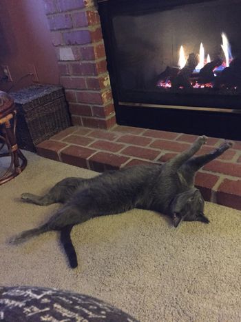 Our cat Smokey loves classic rock and a warm fireplace!
