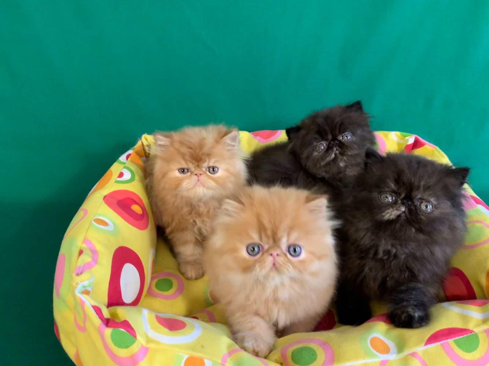 Persian kittens for sale best sale inland empire