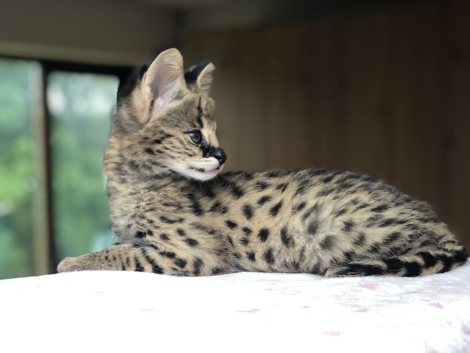 Purebred sales african serval