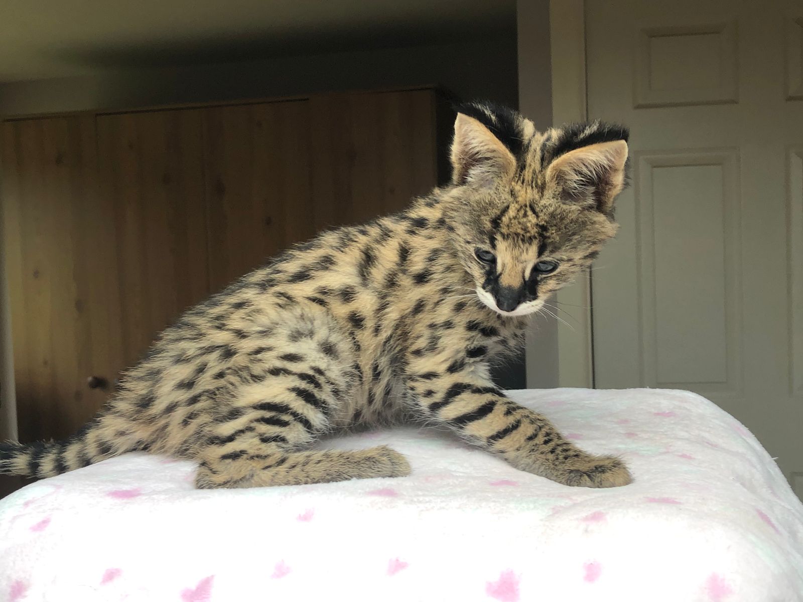 Sunstorm Bengals Serval Cats