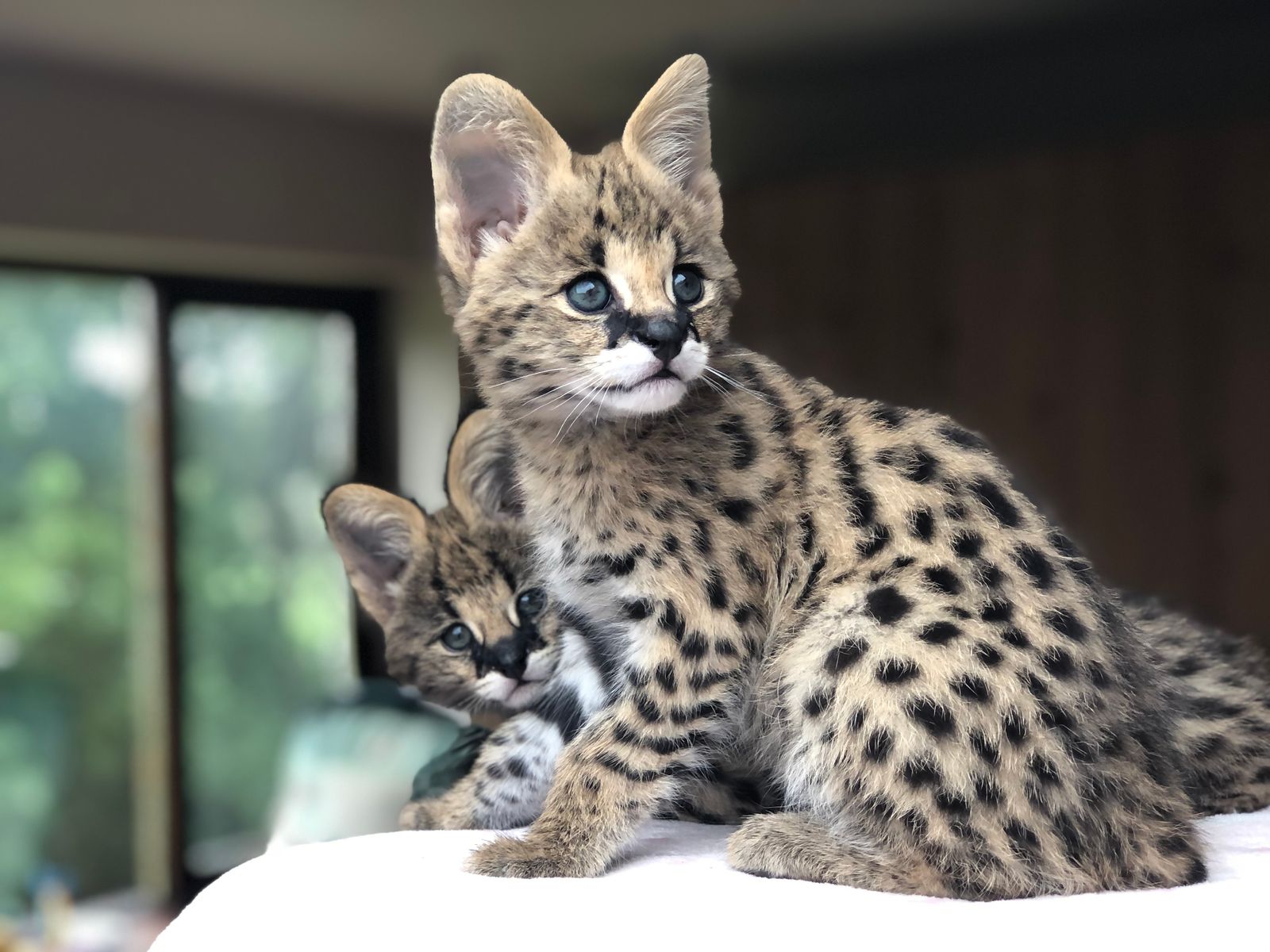 Sunstorm Bengals Serval Cats