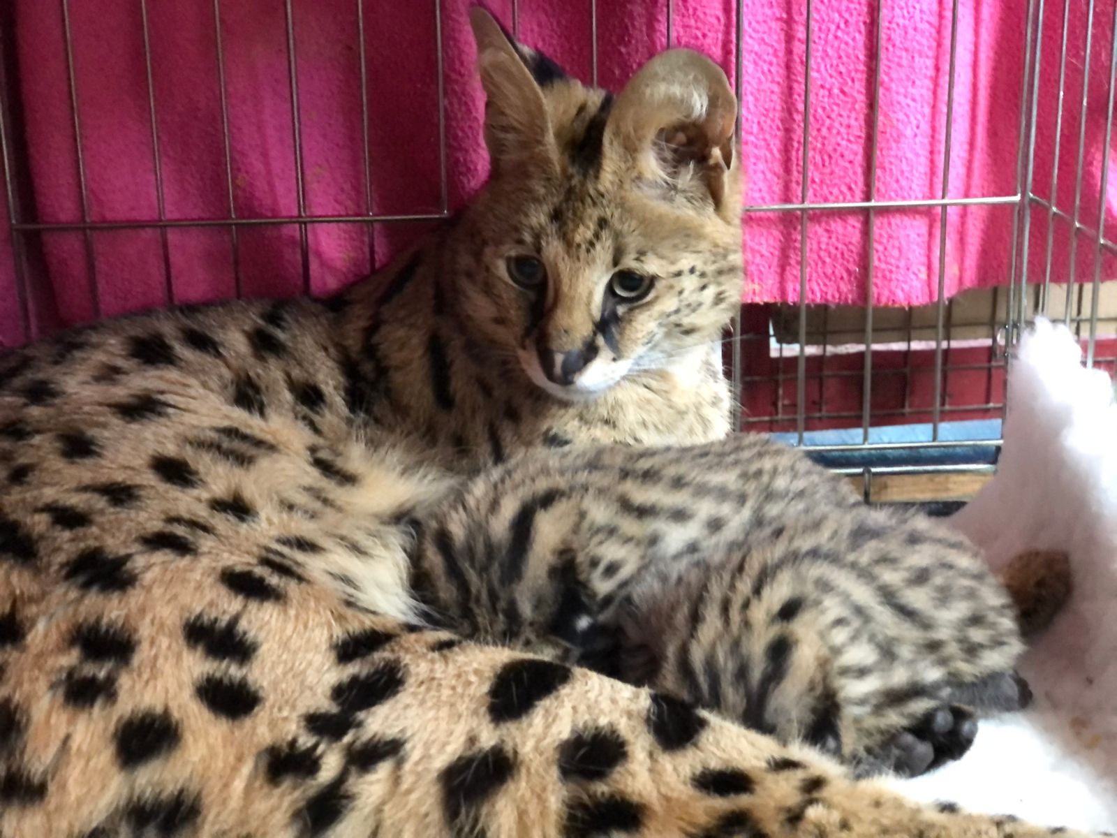 Sunstorm Bengals Serval Cats