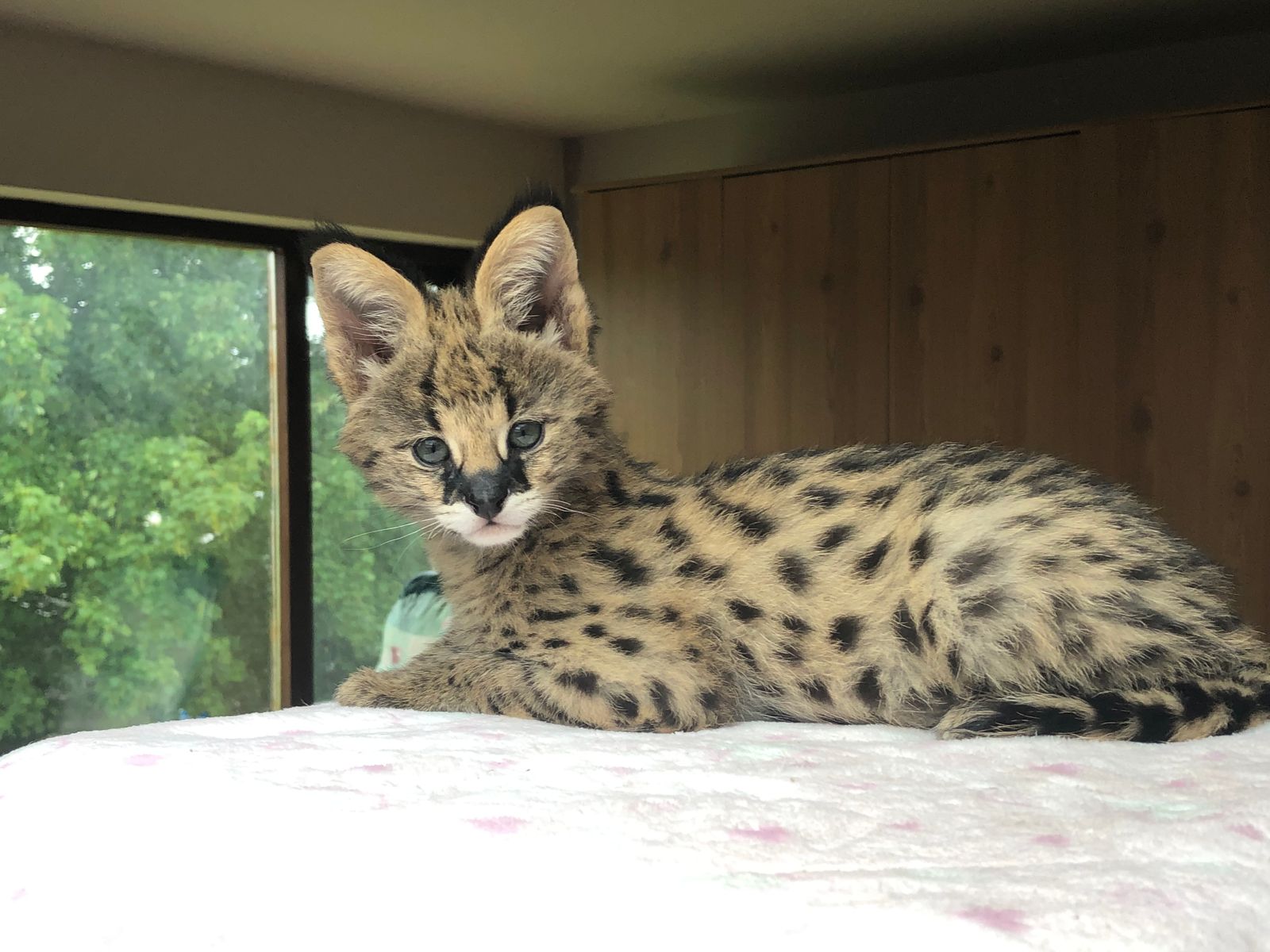 Sunstorm Bengals Serval Cats