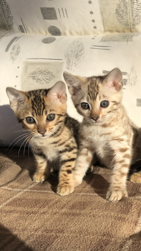 Click on the image to go to available kitten page.