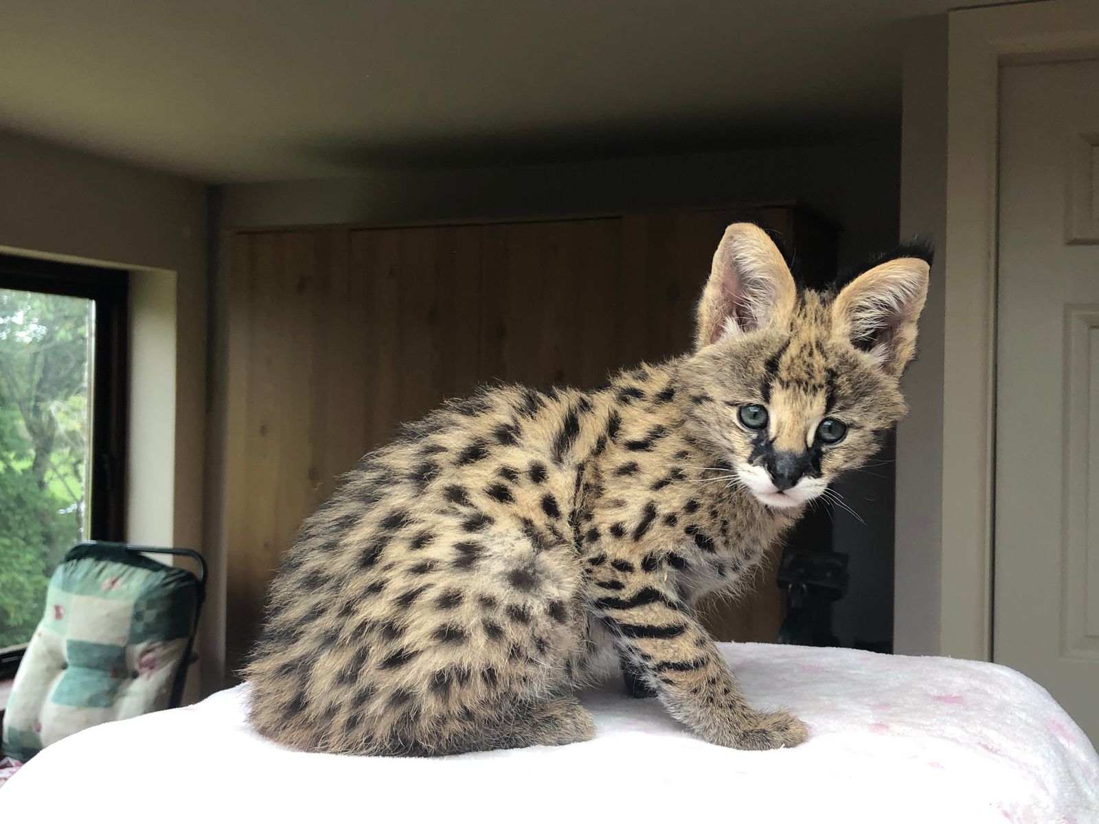 Serval kittens for sales sale near me