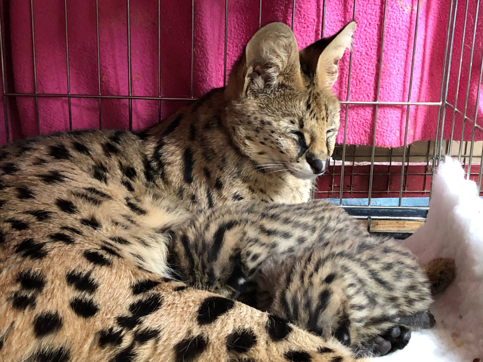 Sunstorm Bengals Serval Cats