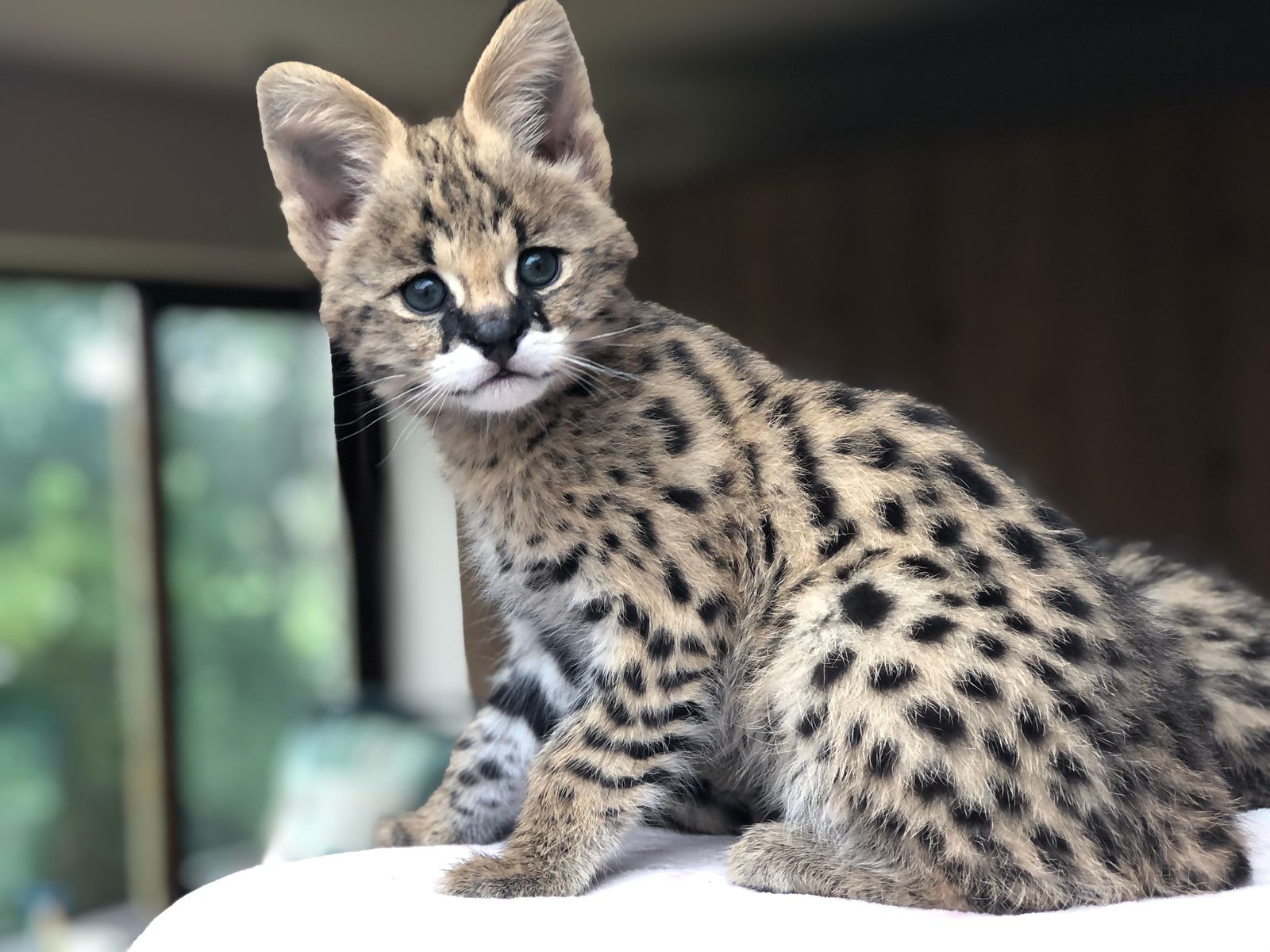 Sunstorm Bengals Serval Cats