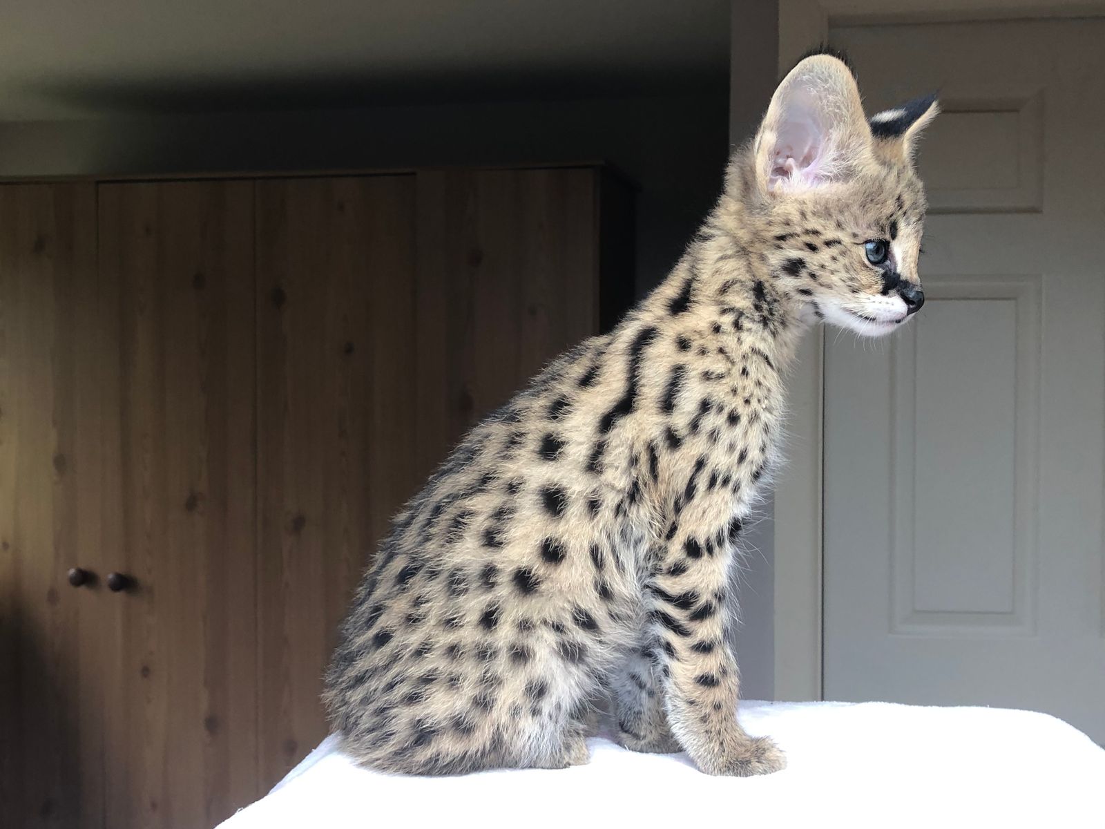 Sunstorm Bengals - Serval Cats