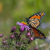 Two Butterflies ... for Emily by Tawmy with Winona Ryder