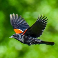 Blackbird by Paul McCartney & Tawmy 