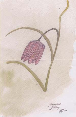 Snake Head Fritillary Fritillaria meleagris By James Philip Jackson (1997)
