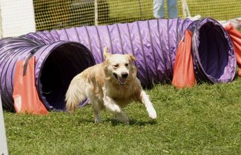 Sportsfest! Drifter digs in! Photo by Kelly Muller
