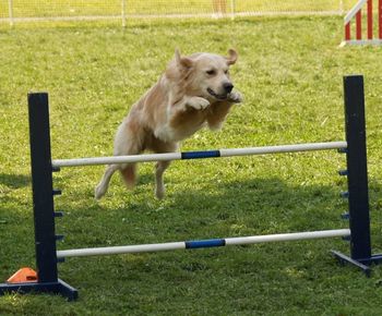 Drifter at Sportsfest! Photo by Kelly Muller
