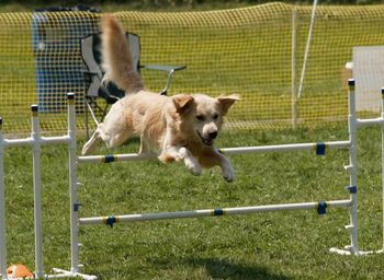 Drifters agility debut at the Sportsfest match in July of 2006. Photo by Kelly Muller
