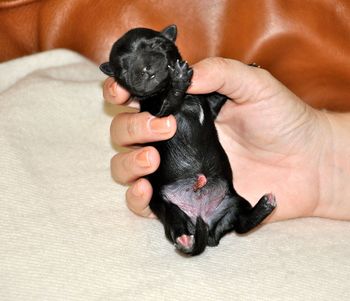 Pippa is so laid back she doesn't mind being on her back
