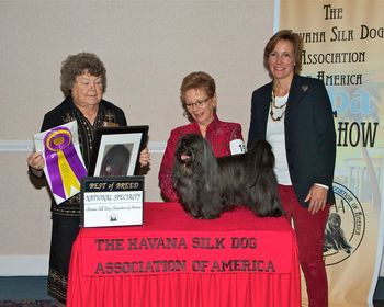 Genny's dad, Curtis, wins BOB at the 2012 National Specialty.
