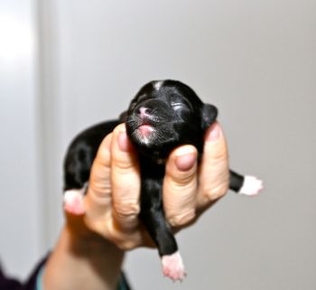 Anne was born at 11:52 pm and is also an Irish Pied.
