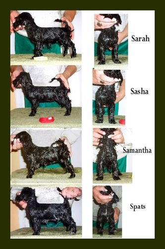 Here are Sid's soaps with his littermates. He is Spats, the only boy.
