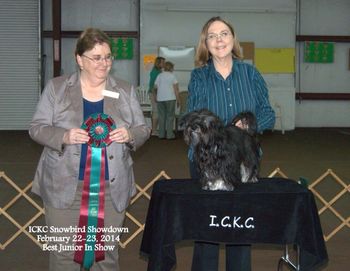 Genny's son, Argo, winning Best Junior Dog in Show in Florida in 2014
