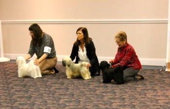 At Nationals in 2014, Ally, Genny and Pippa showing in the Generations Class
