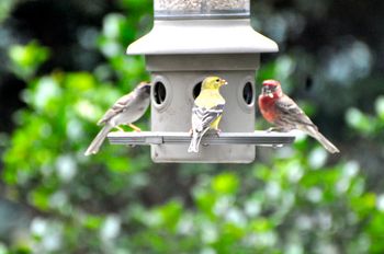 We have birds outside
