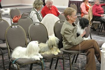 Ally, Genny and Crosby (formerly Wills) being held by Helen are watching the show at Nationals in 2012. Not sure the girls realize the chairs are for people not dogs!
