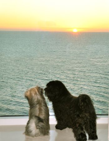 Genny and Sid in the living room of our Florida home watching the sunset!
