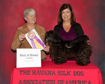 Sid wins Best of Breed in Seattle in September of 2010
