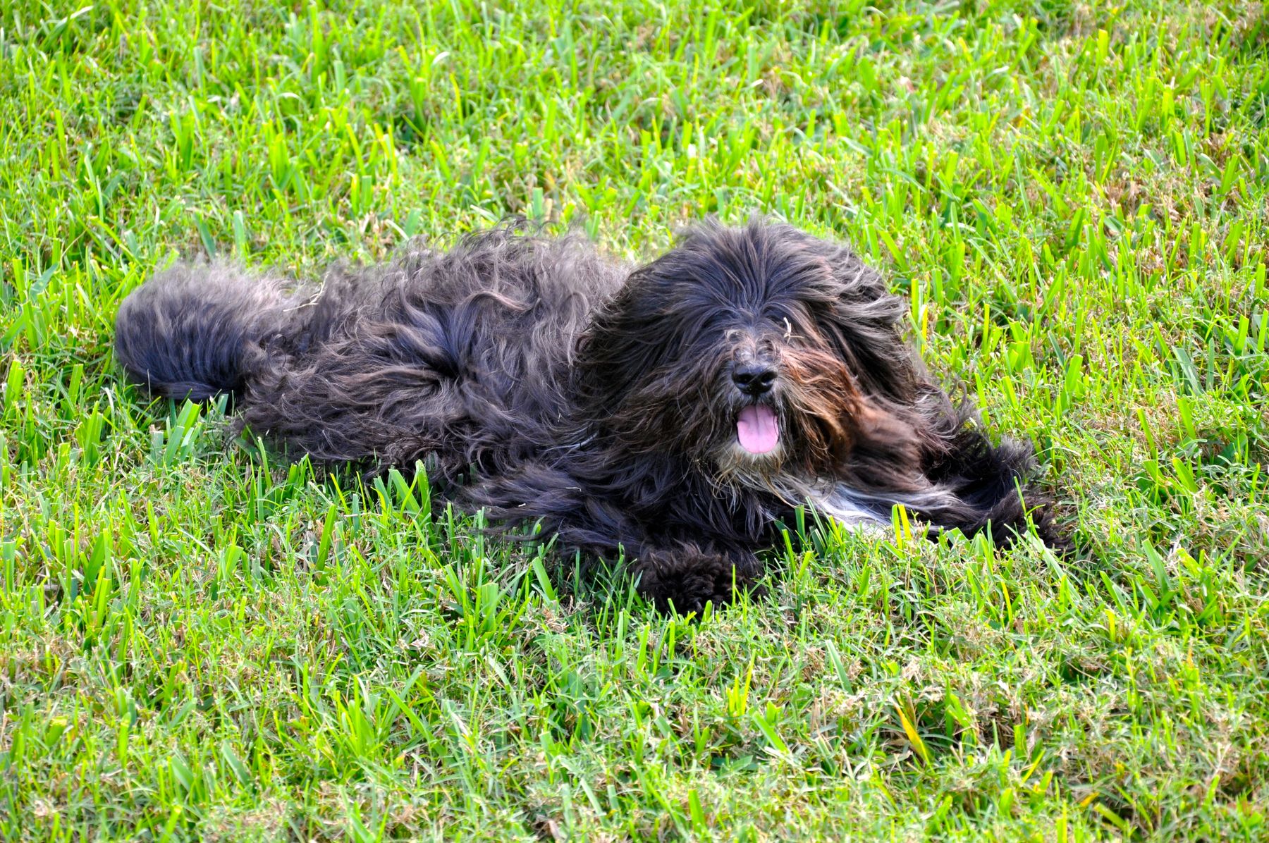 Tyburn Woods Havana Silks About Havana Silks