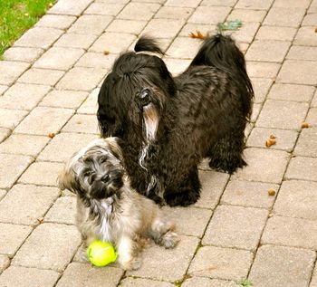 Genny as a puppy with big brother Sid.
