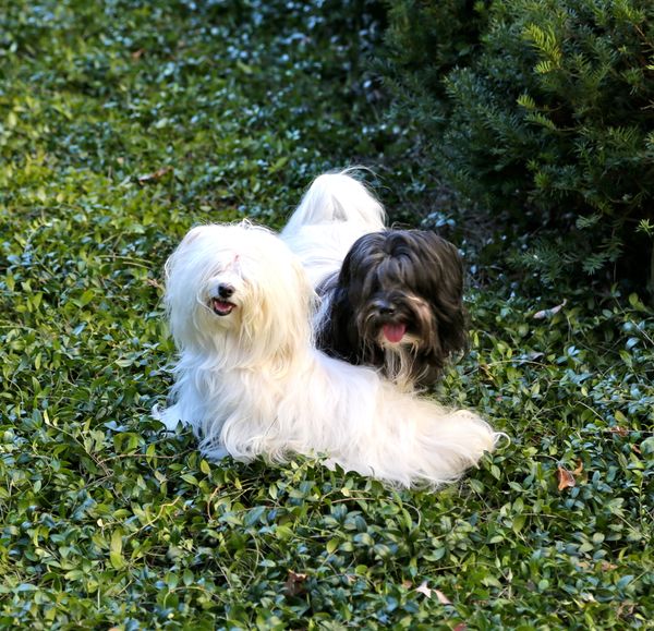 Tyburn Woods Havana Silks Ally x Aidan