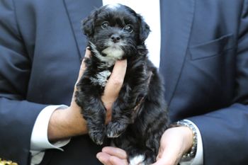 Rory tied with Phil this week at 2.34 pounds.  Rory is a very social puppy and wants to please very much.
