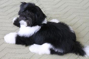 Mr. Crosby lounging in his North Carolina home in the fall of 2012
