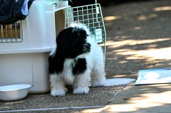 Aidan had a really nice front even as a puppy
