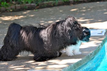 Sid and Aidan deciding whether or not they want to jump in the pool. NOT!
