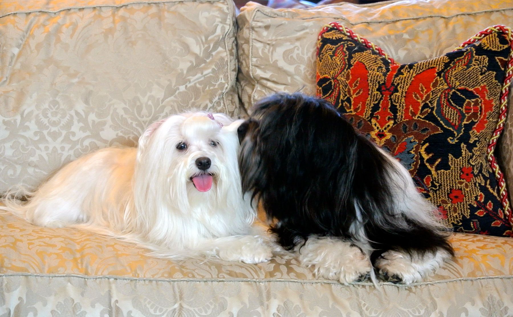 Tyburn Woods Havana Silks Ally x Aidan